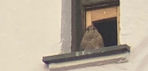 Neue Bewohner im Kirchturm