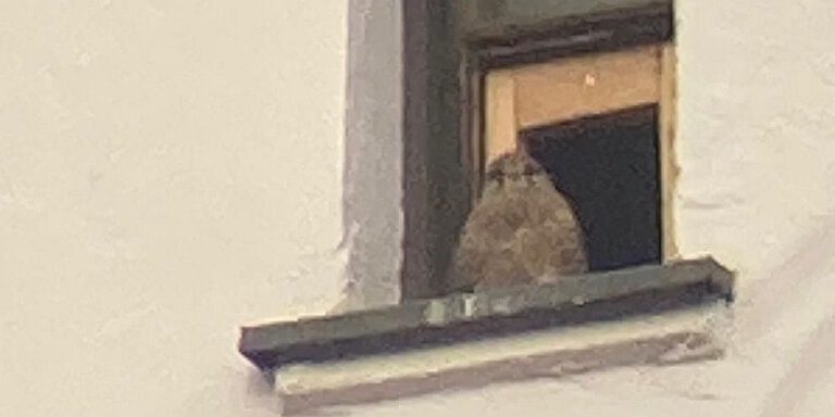 Neue Bewohner im Kirchturm